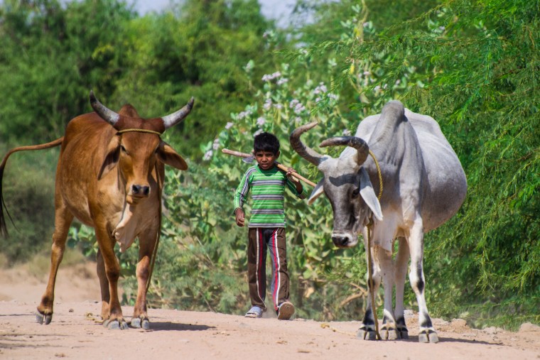 Peacefull guardian angels. The people of Kutch have learned to live in a peacefull harmony with animals. 2 gypsy cows belonging to a young farmer boy
